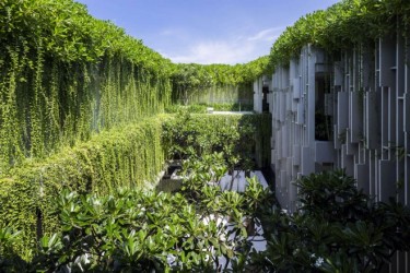 Báo Mỹ thích thú với trào lưu làm rèm bằng cây xanh tại Việt Nam