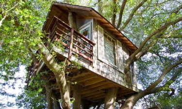 Khám phá ngôi nhà “tổ chim” trên cây sồi 150 tuổi