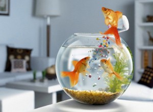 3 lưu ý khi đặt bể cá trong phòng làm việc