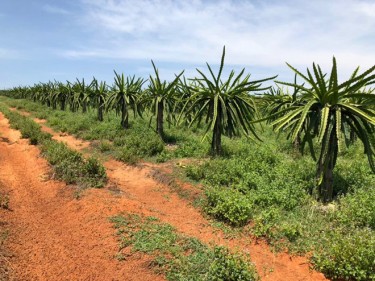 'Nhắm mắt' mua đất Phan Thiết cũng lời?