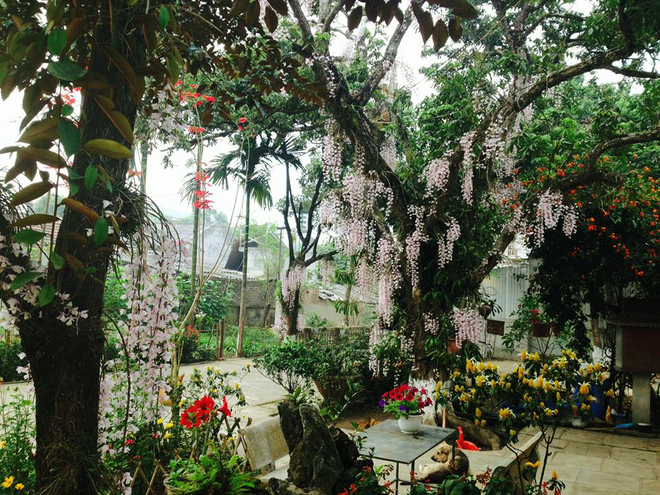 Vườn lan rủ đẹp như mơ của ông già Điện Biên